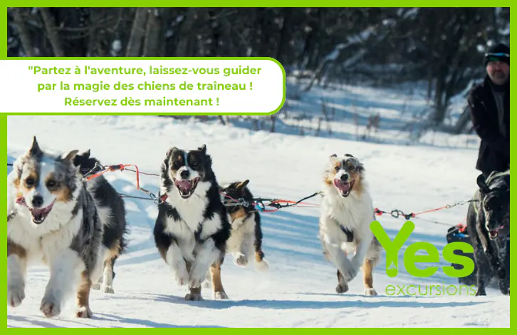 Chiens de traîneaux